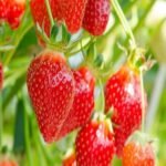 Everbearing Strawberry Plants