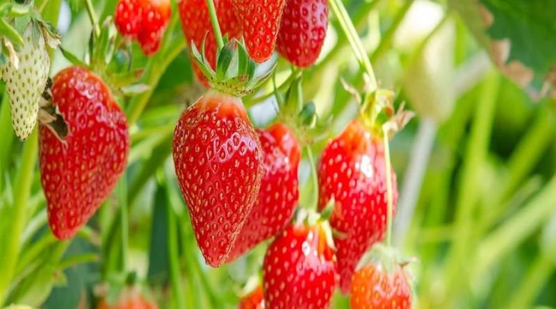 Everbearing Strawberry Plants